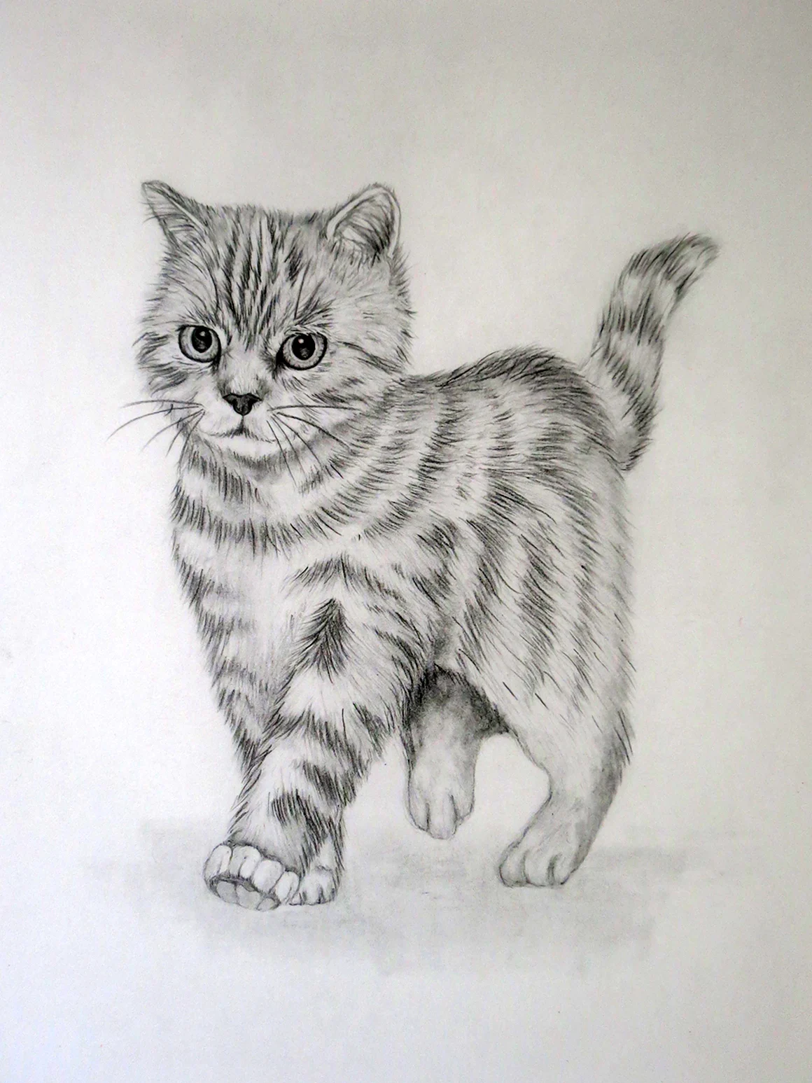 Рисунки домашних животных карандашом