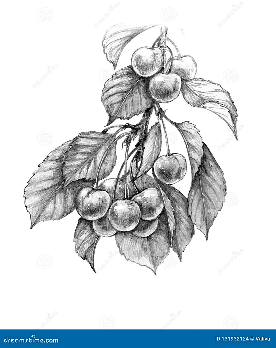 Рисунок карандашом цветы и фрукты