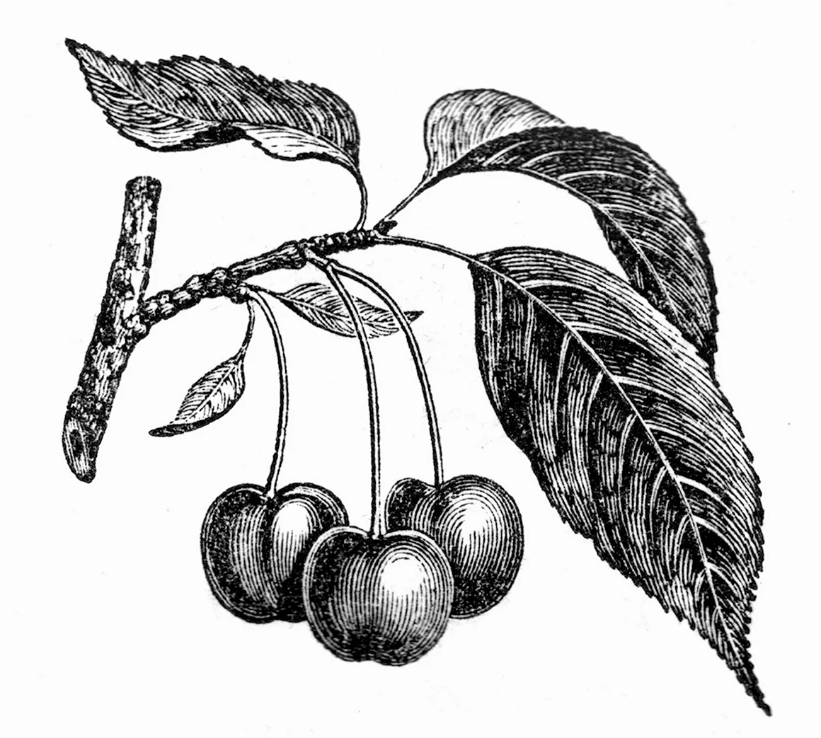 Рисунок коры вишни