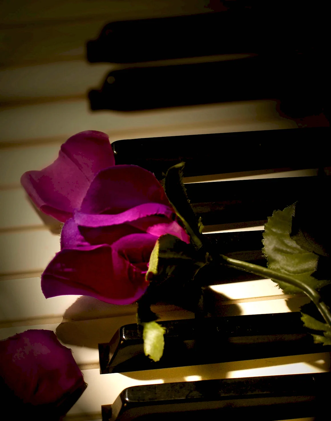 Рояль пиано роза