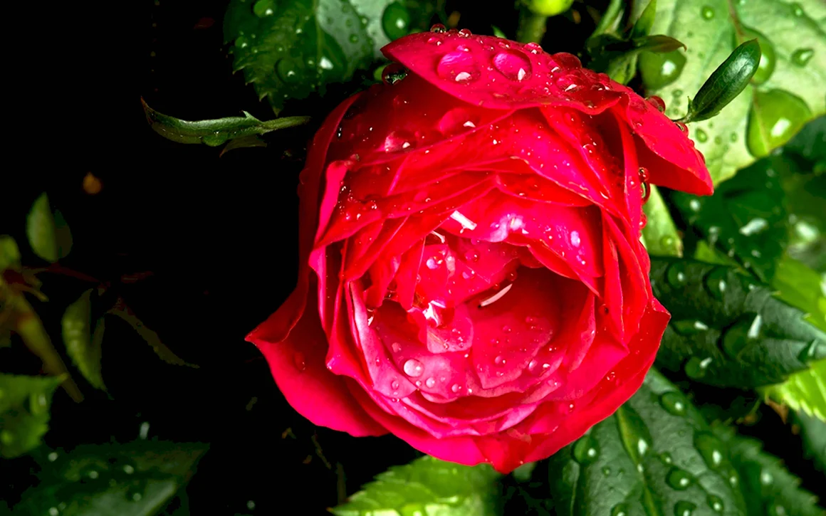 Роза капелька красная