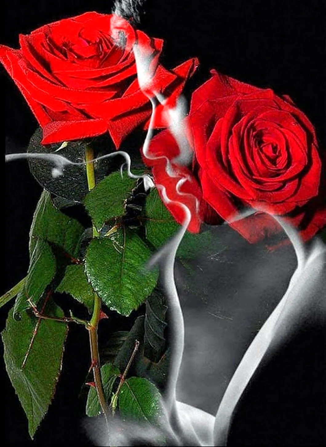 Роза любви