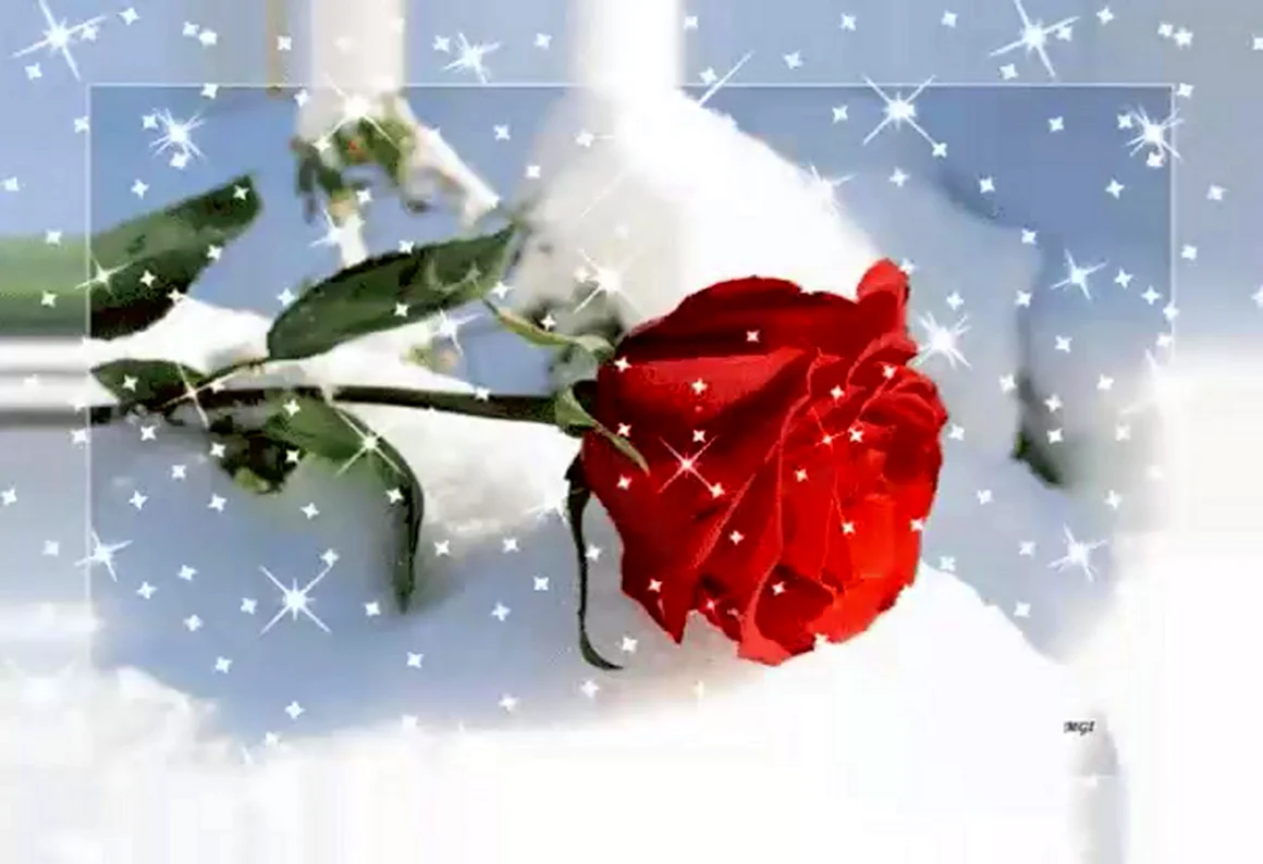 Роза на снегу анимация