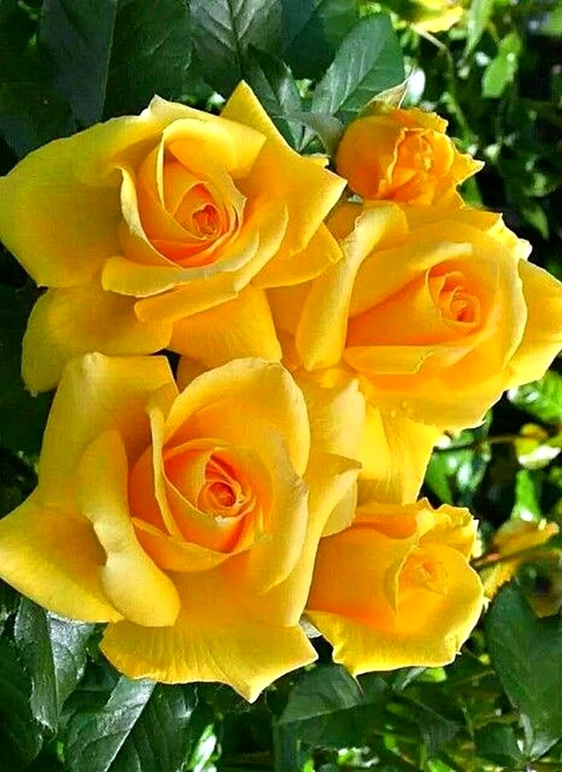 Роза Сари желтая