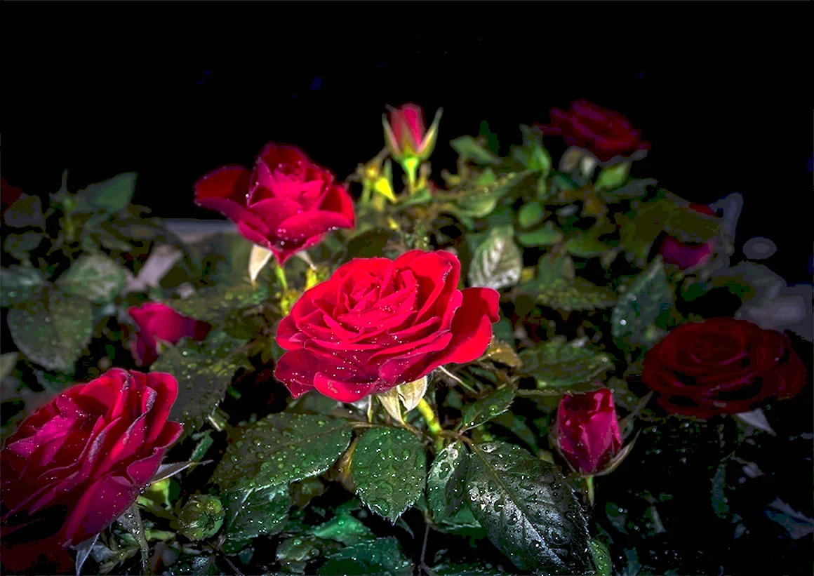 Розы ночью