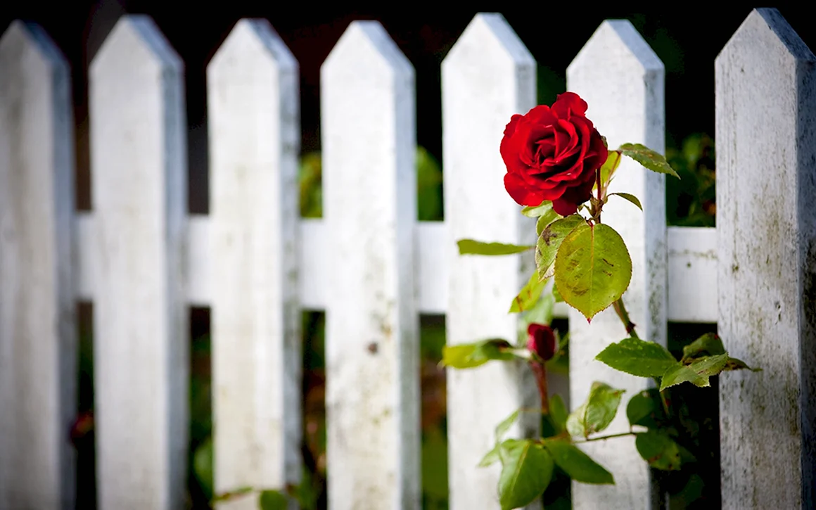 Розы за забором