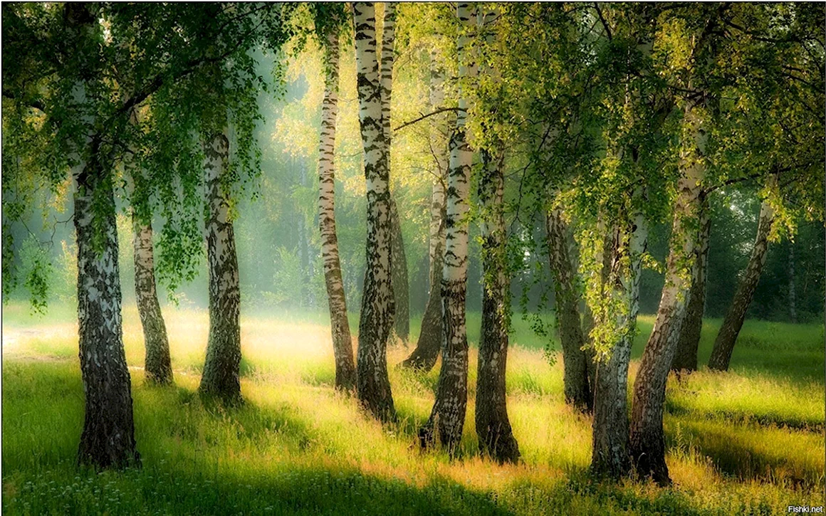 Русский лес Березовая роща