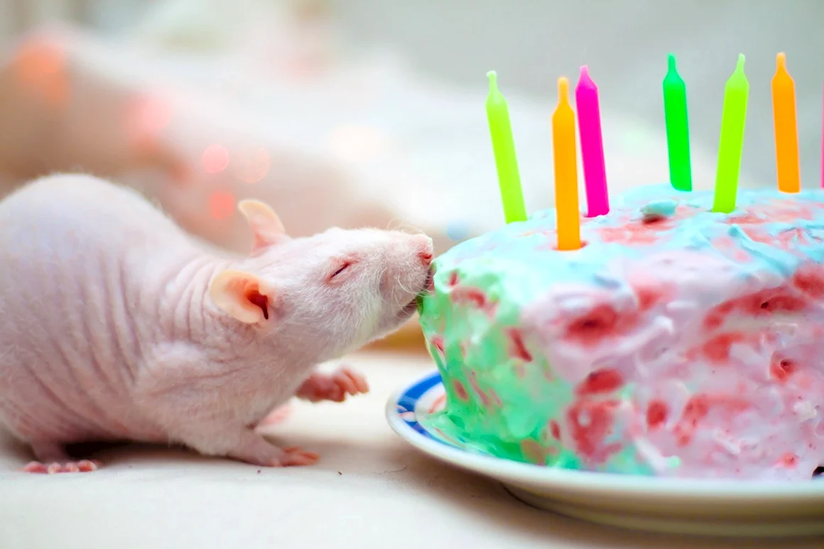 С днем рождения крыса