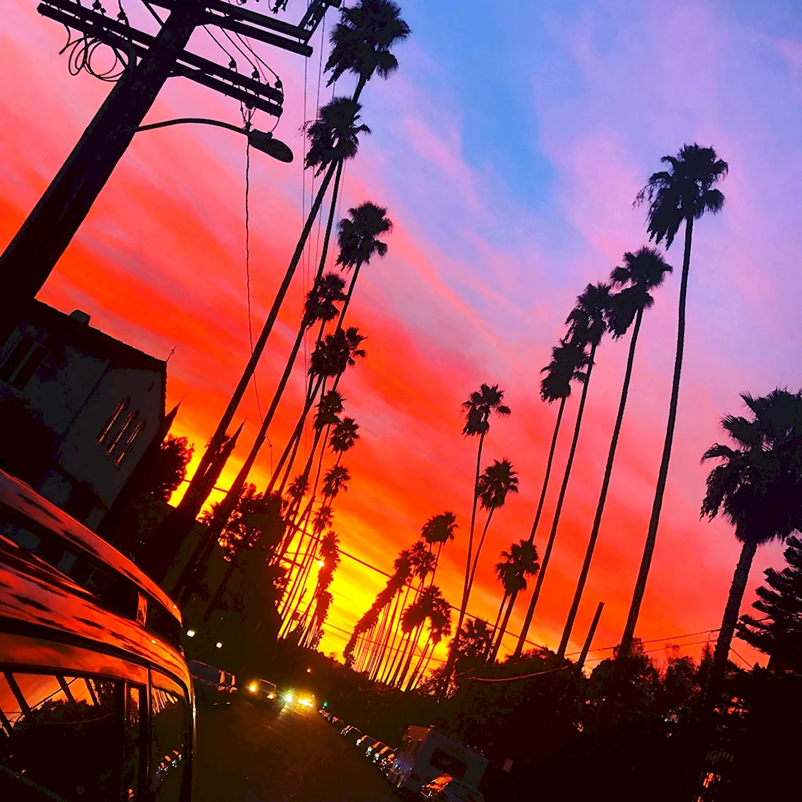 С Эстетика с пальмами Лос Анджелес