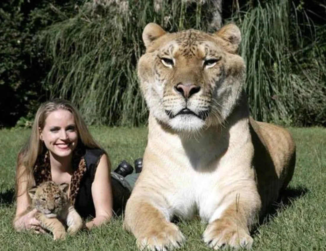 Самая большая кошка в мире Дикая Лигр
