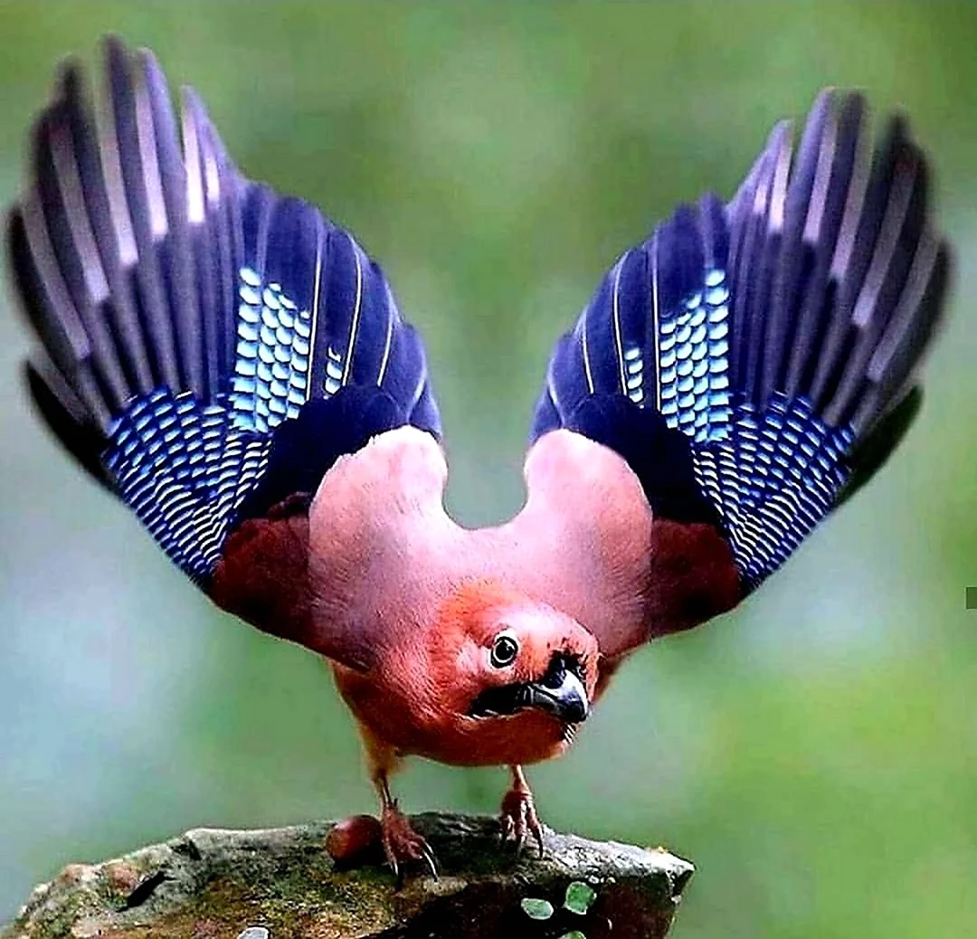 Самая некрасивая птица