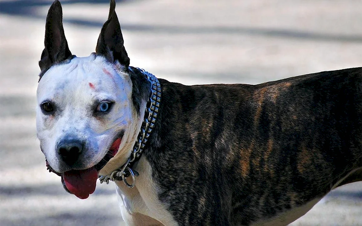 Самая опасная порода собак в мире