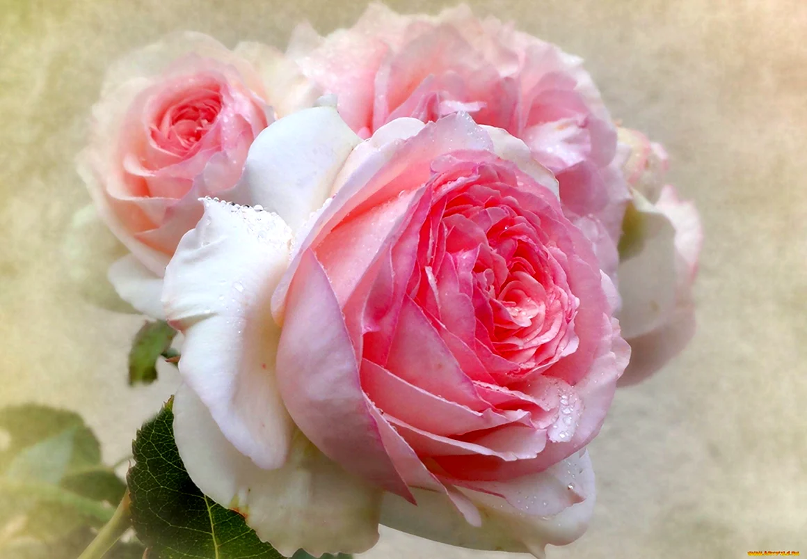 Самые красивые нежные розы