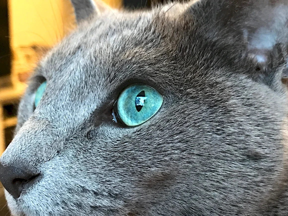 Серо голубая кошка