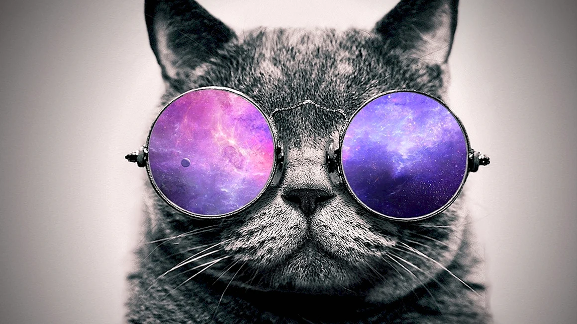 Серый кот в очках