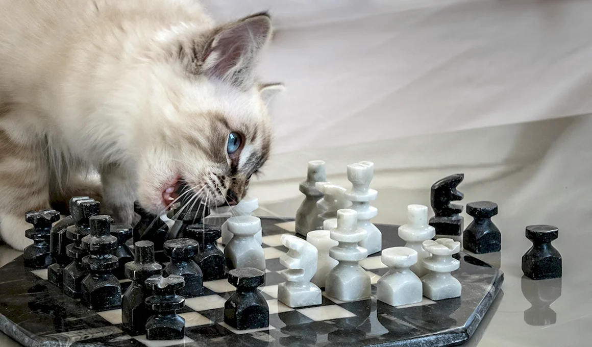 Шахматы кошки