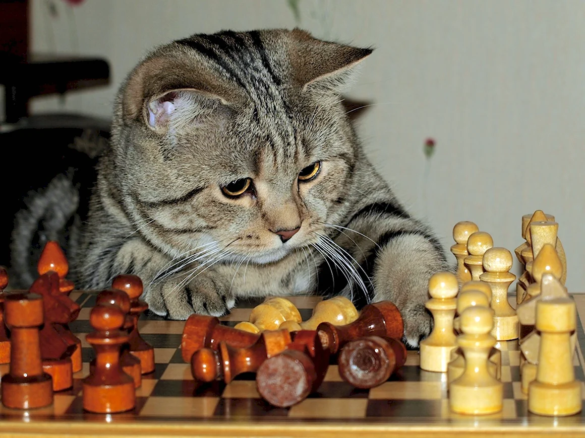 Шахматы кошки