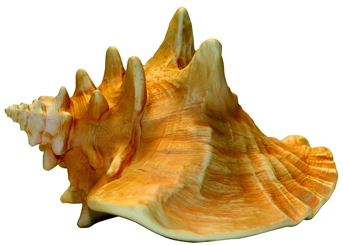 Shankh Conch Shell