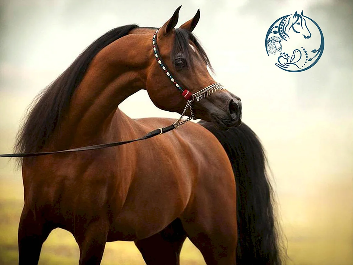 Шея арабской лошади