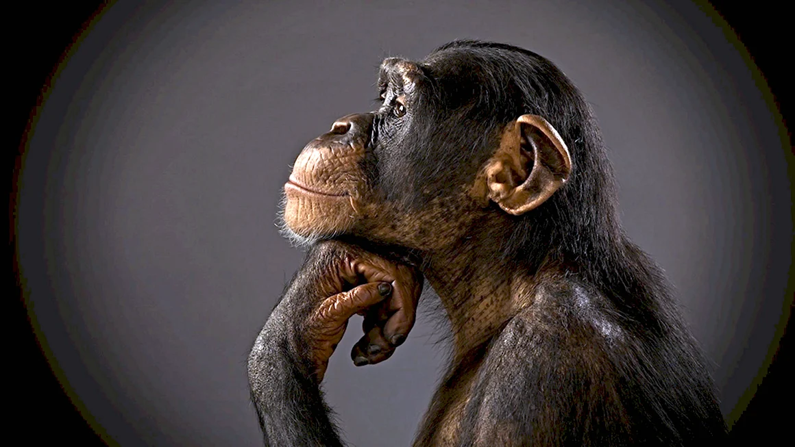 Шимпанзе Ержан