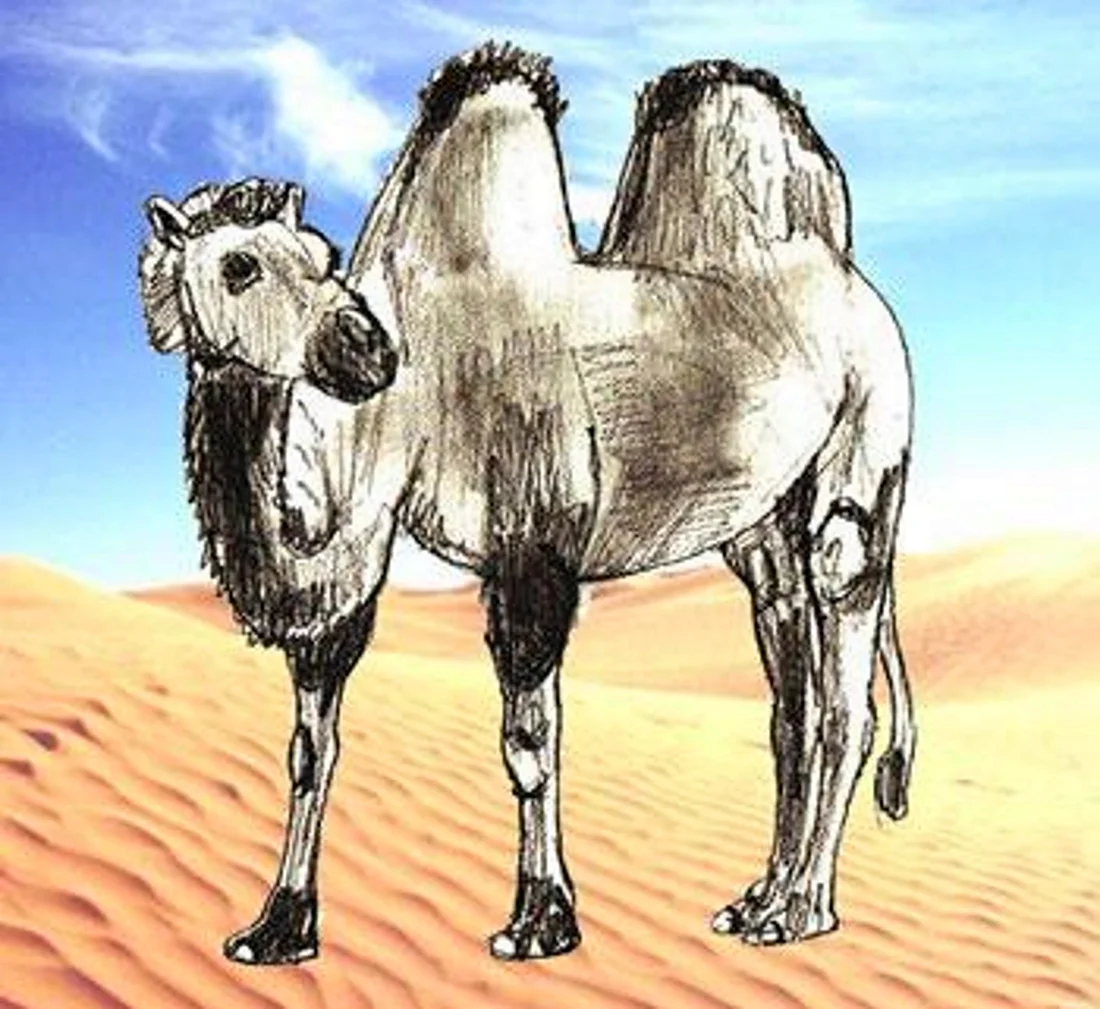 Сказочный верблюд