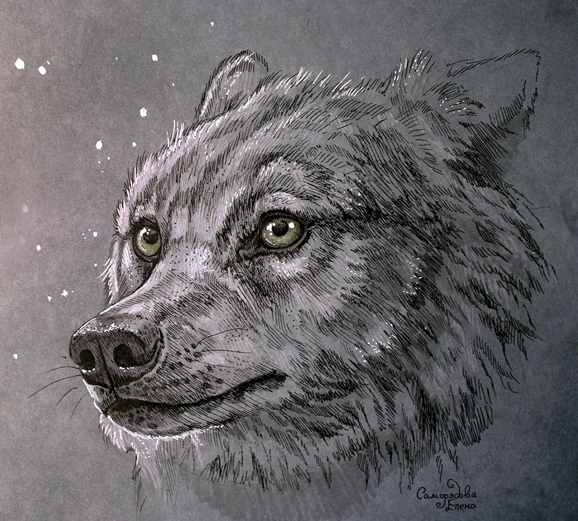 Скетчбук волк