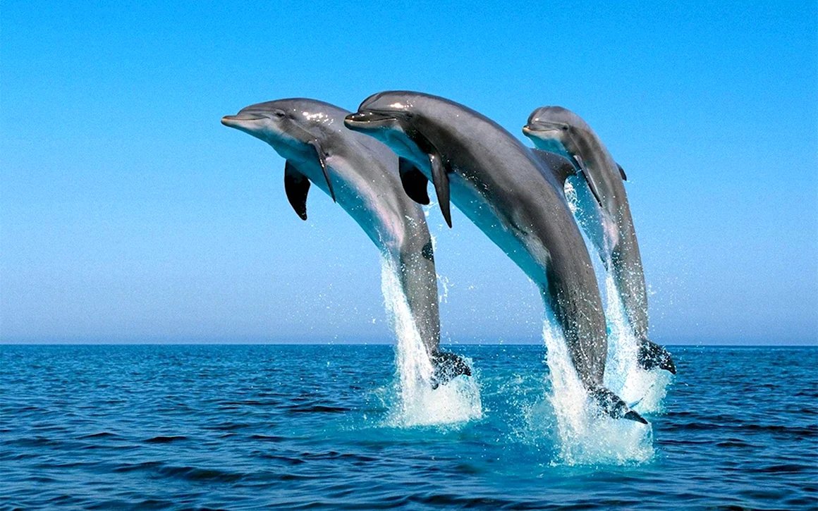 Скорость дельфина