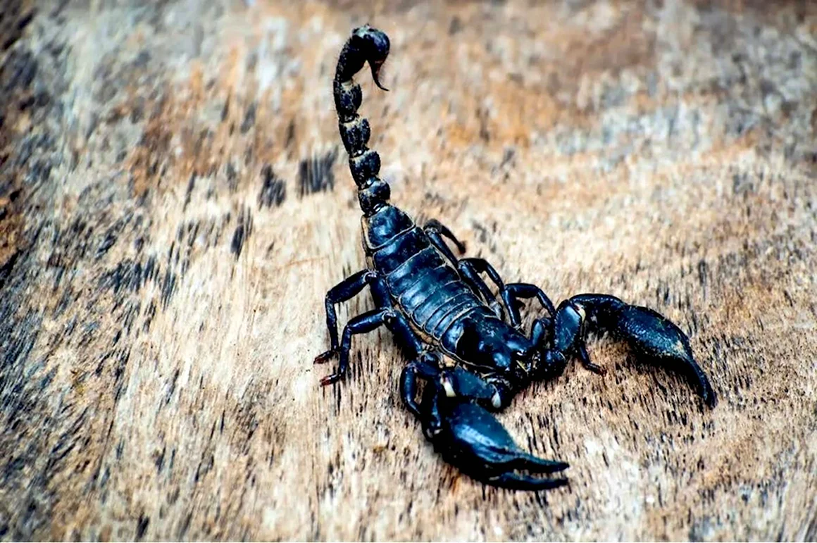 Скорпион Heterometrus cyaneus