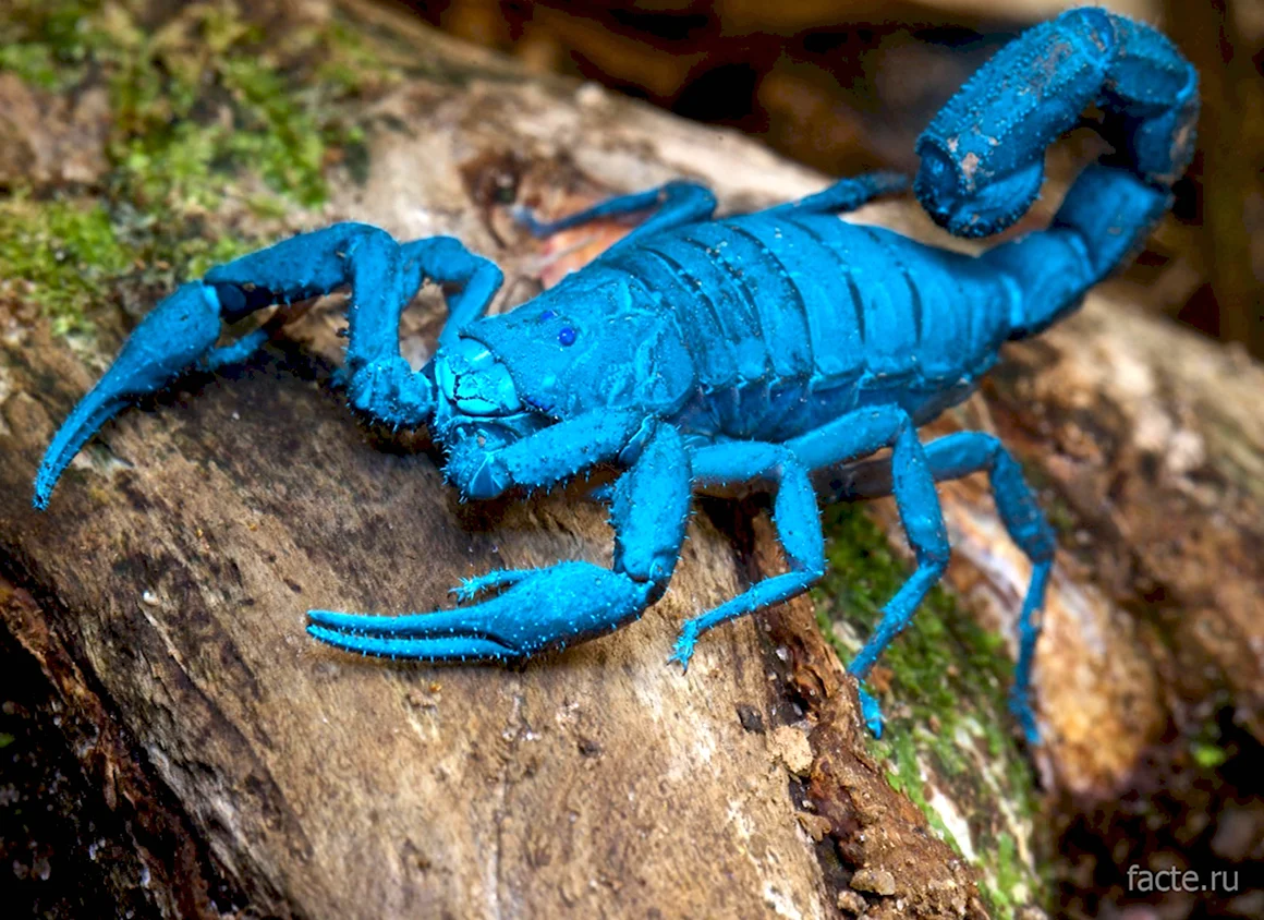 Скорпион Лейурус синий