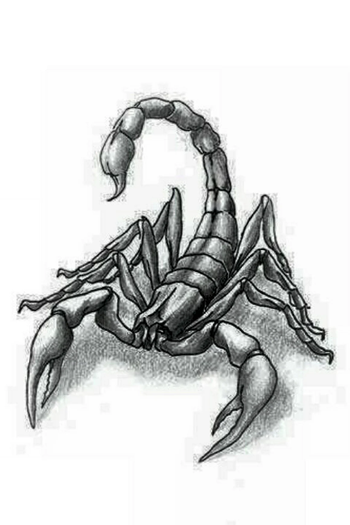 Скорпион набросок