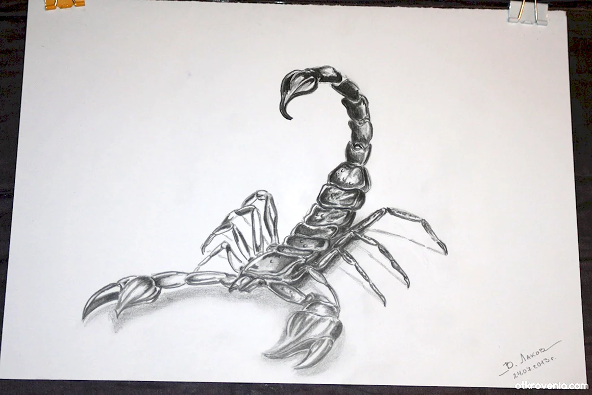 Скорпион простым карандашом