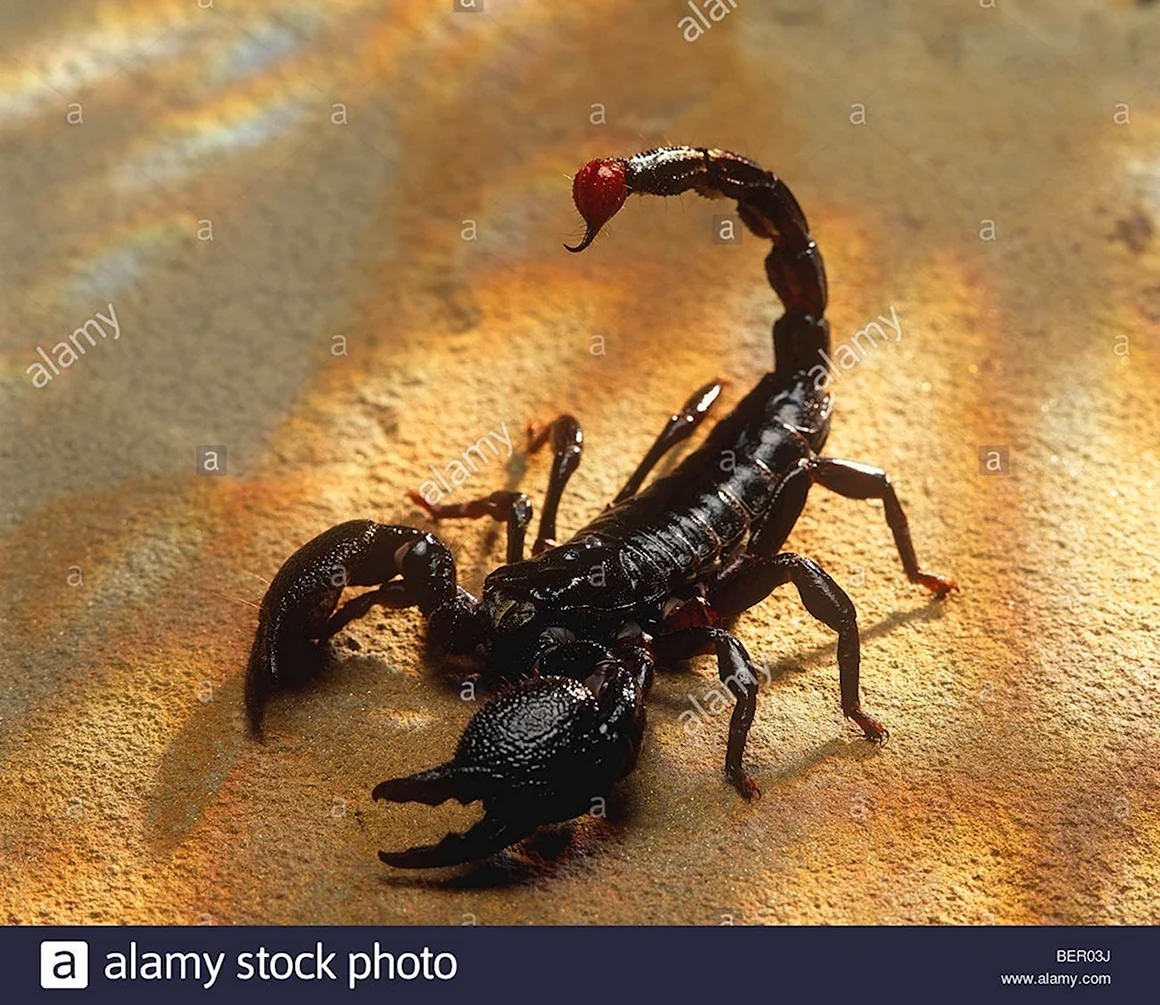 Скорпион живой