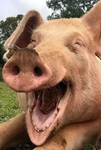 Смешные свиньи