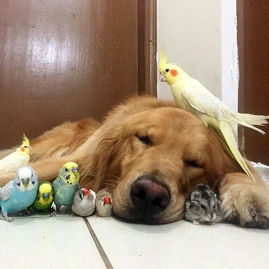 Собака и попугай