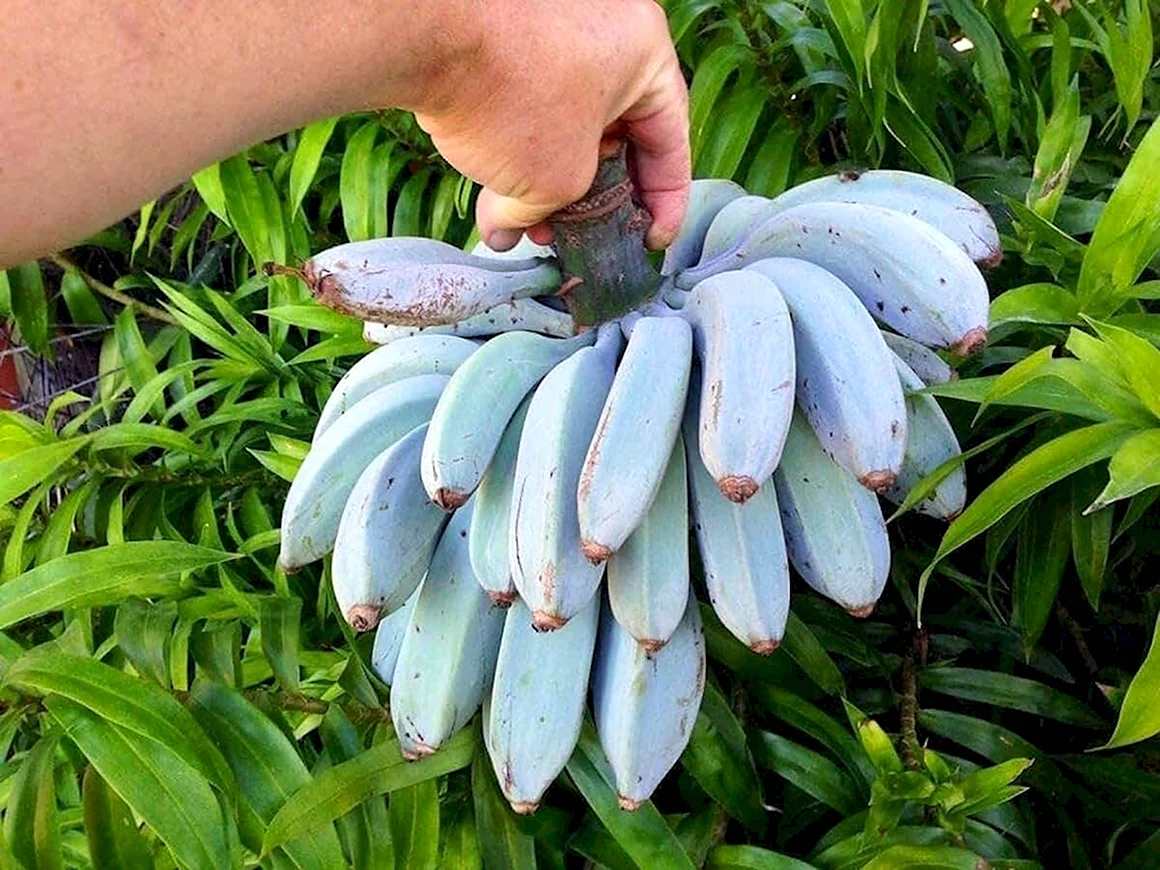 Сорт банана голубая Ява