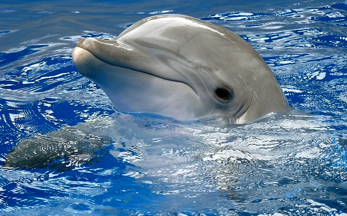 Соталия Дельфин