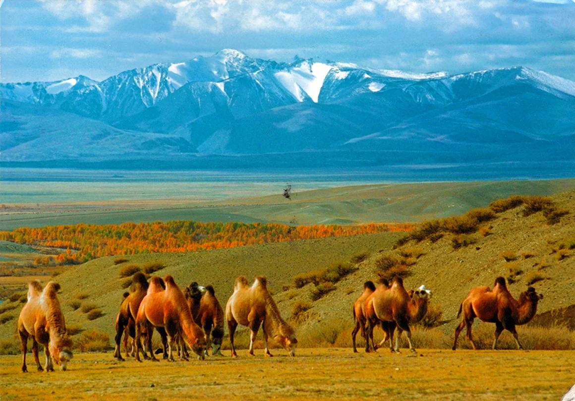 Степи Южного Казахстана