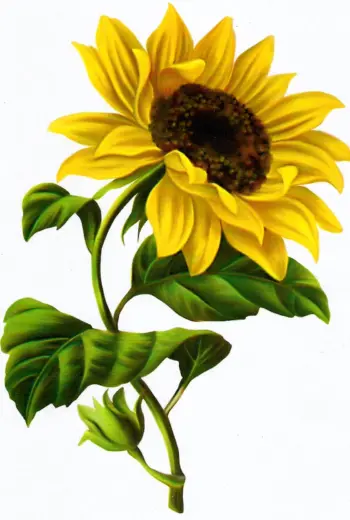 Sunflower Botanical illustration