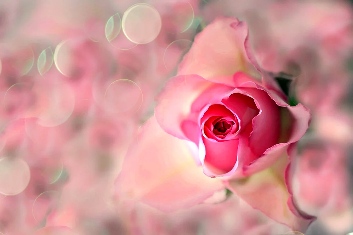 Светло розовые цветы