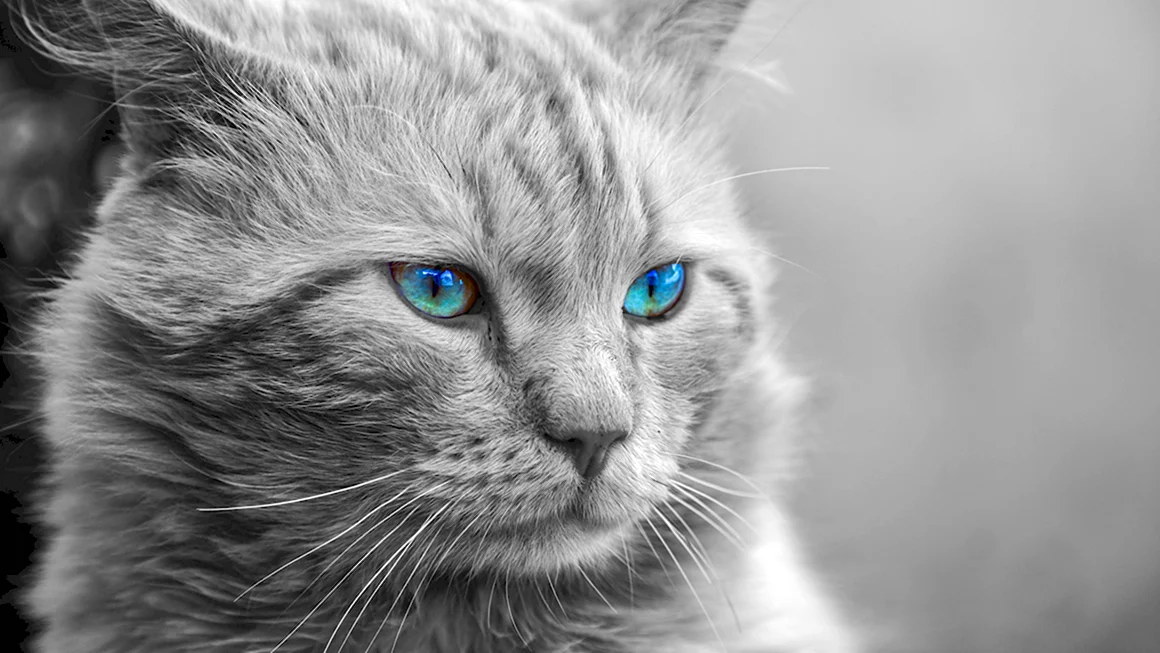 Светло серый кот с голубыми глазами