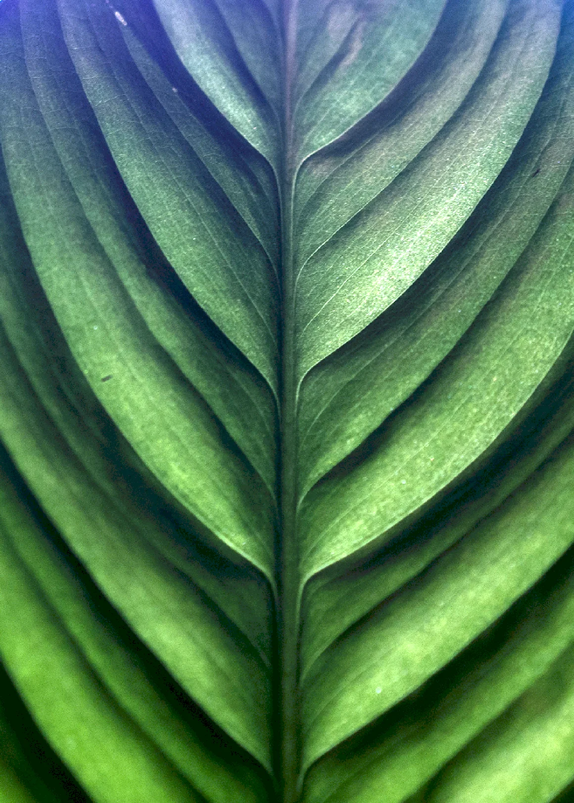 Текстура листа растения