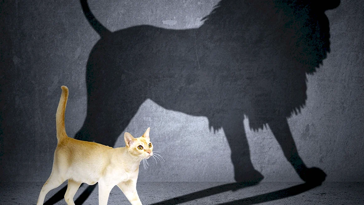 Тень Льва на стене