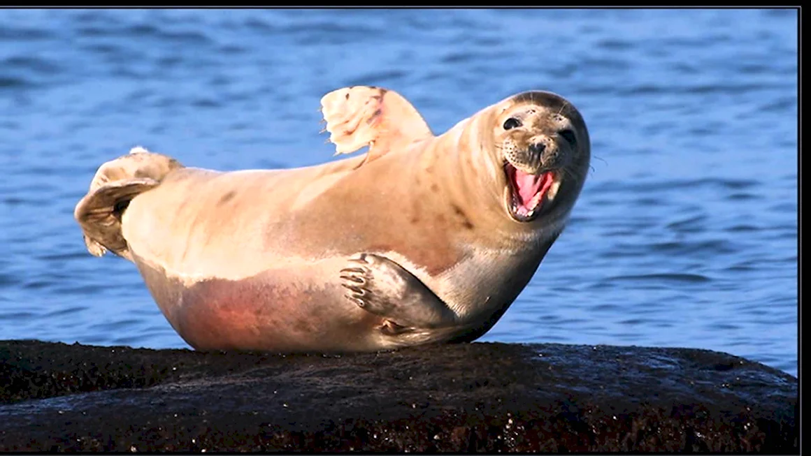 Тюлени морские котики нерпы моржи