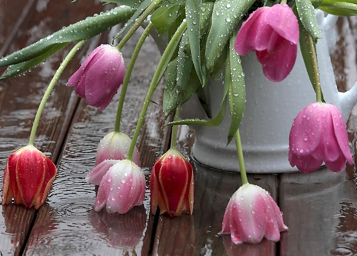 Тюльпаны и дождь