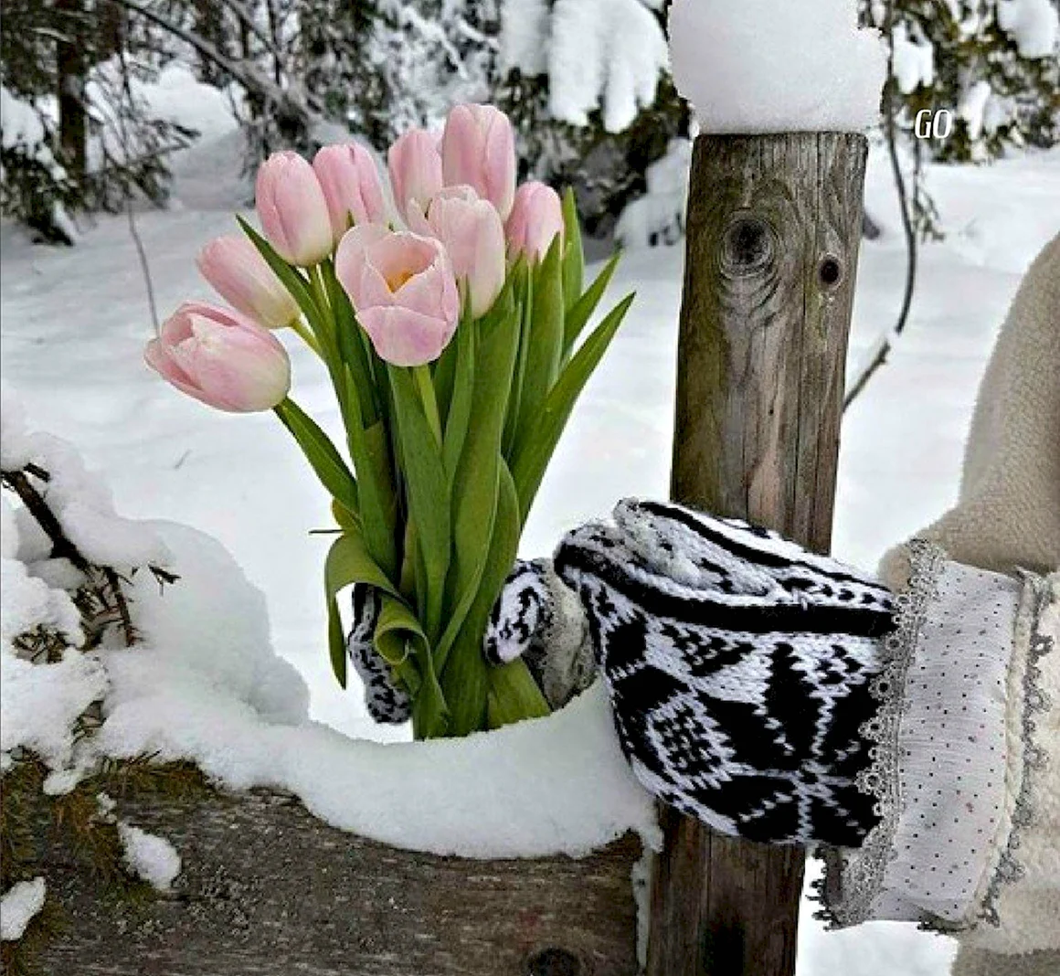 Тюльпаны зимой