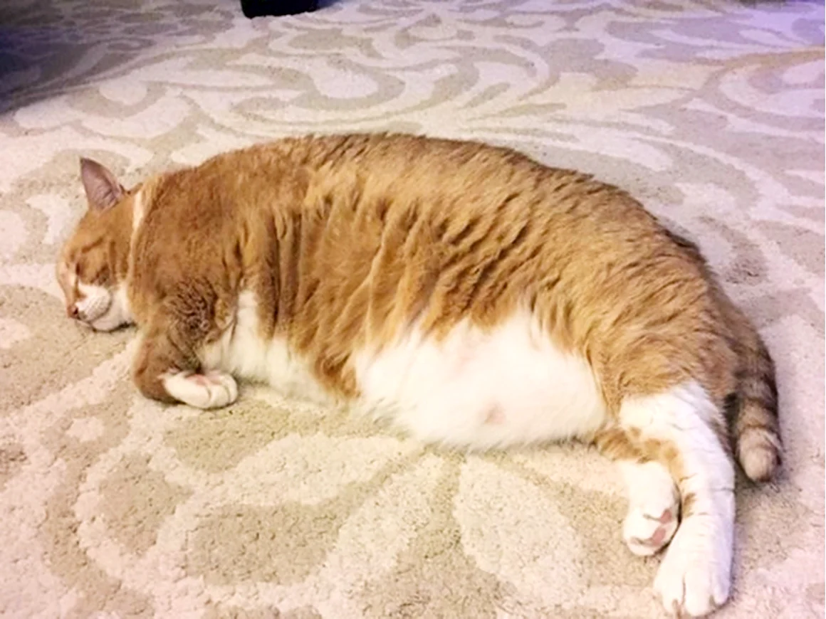 Толстый ленивый кот