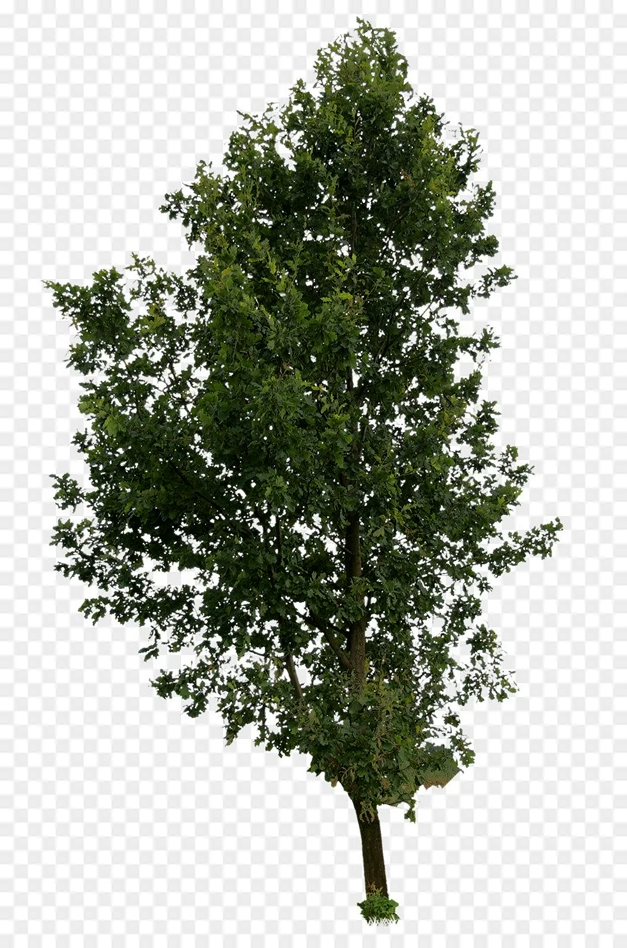 Тополь дерево