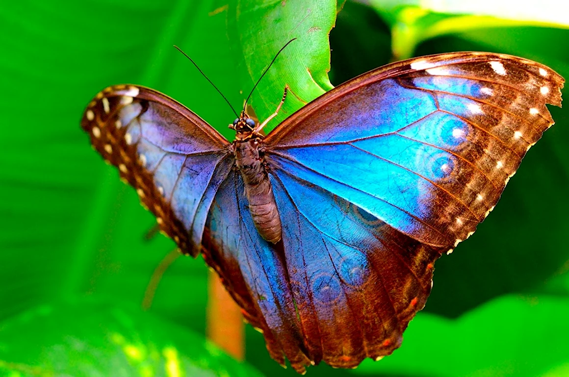 Тропическая бабочка макро