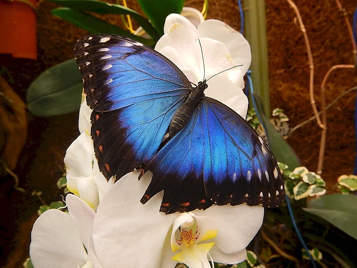 Тропическая бабочка Марго
