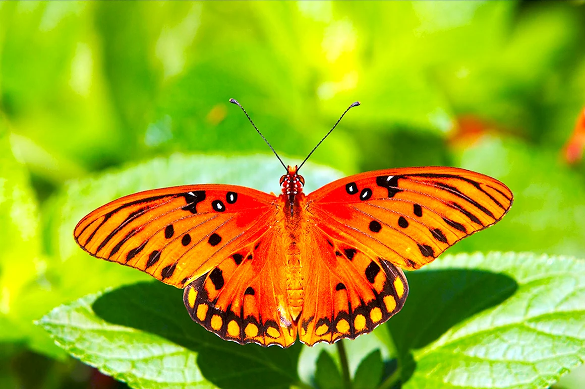 Тропические бабочки Южная Америка